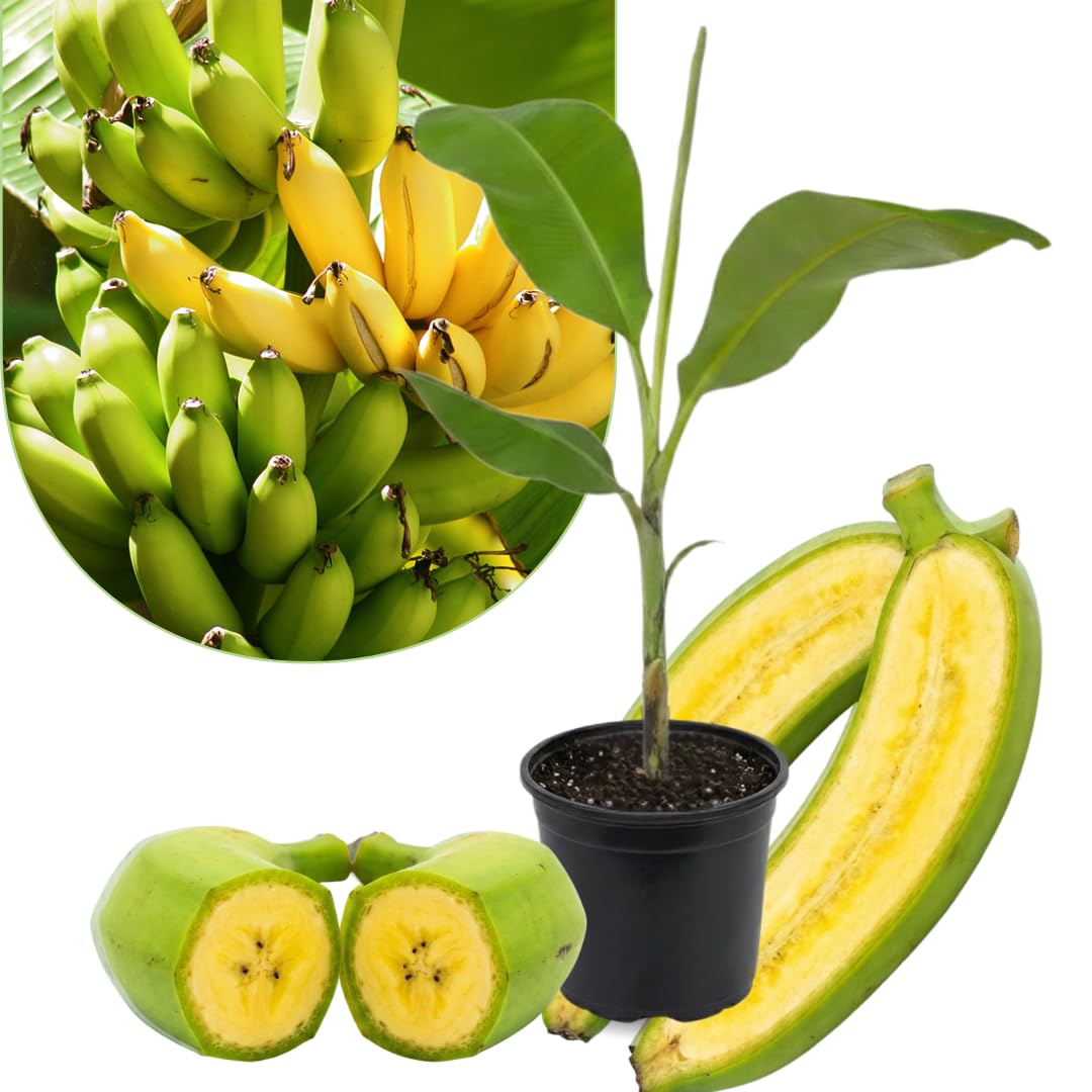 Yellow Banana Tree High Yield, Banana Live Plant Tropical Fruit, Easy to Plant Outdoor Banana Plants, 5-7 Inc Tall, Well-Rooted, No Pot, Winter Hardy