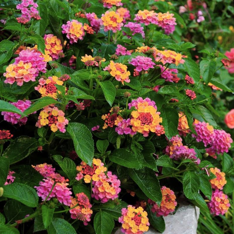 3 Lantana Plants Live, Pink Yellow Lantana Flower Live Plant, Colorful Perennial Flower Garden, 4 to 7 Inches