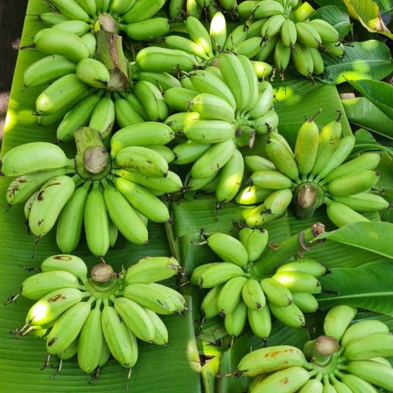 Sweet Banana Tree Live Plant, Cold Hardy Banana Plant Live, Tropical Banana Fruit Seedling, Well Rooted 4-8 Inch Tall