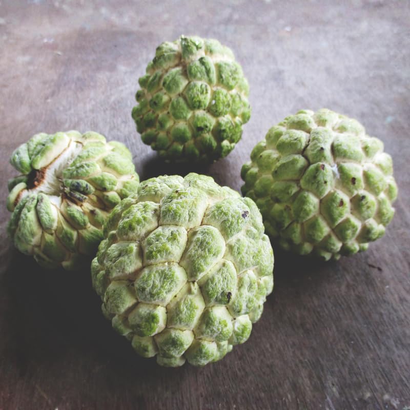 Sugar Apple Tree Live Plant - 2-3 Ft Tall in 1 Gallon Pot - Green Annona Squamosa Tropical Fruit Tree for Outdoor Garden and Patio, Perennial, No Ship to CA