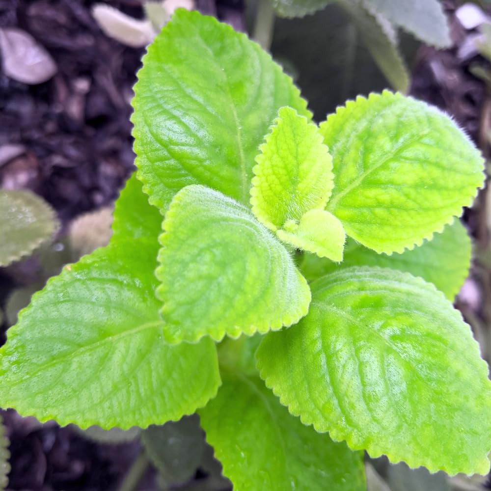 2 Cuban Oregano Plants Live Well-Rooted, 4-6” Tall, Oregano Culinary Herb for Planting