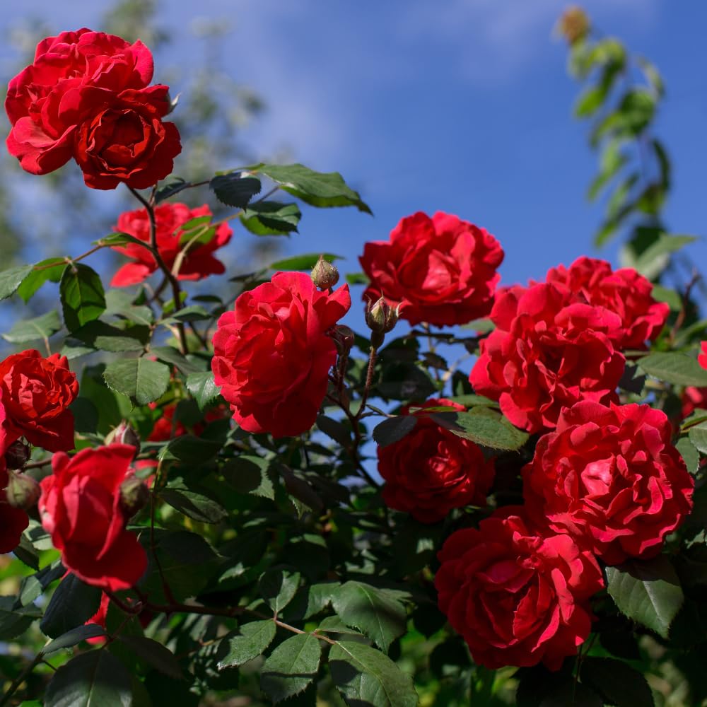 Rose Plant Live, Red Rosa Live Plant, Fragrant Red Flower, 2-3 Feet Tall for Growing