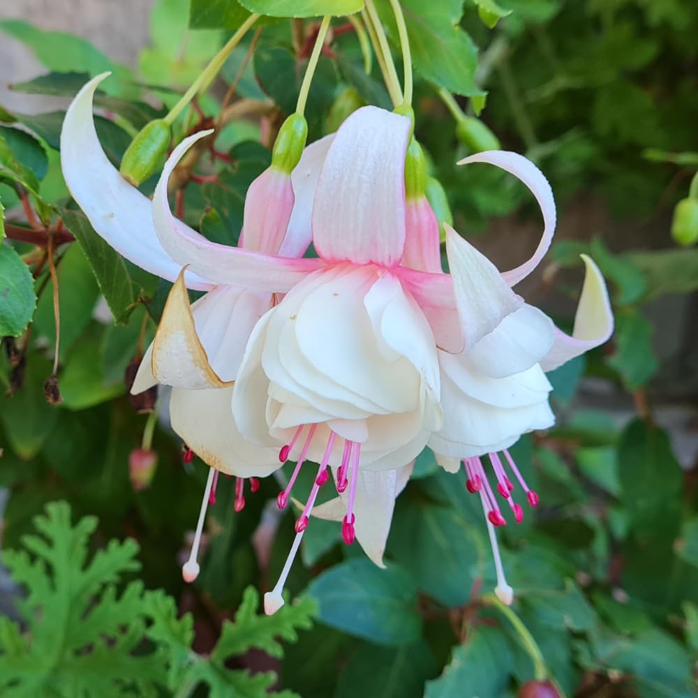 White Fuchsia Plant Live, Fuchsia Flower Plant, Indoor Outdoor Garden Planting, 2-4 Inches Tall