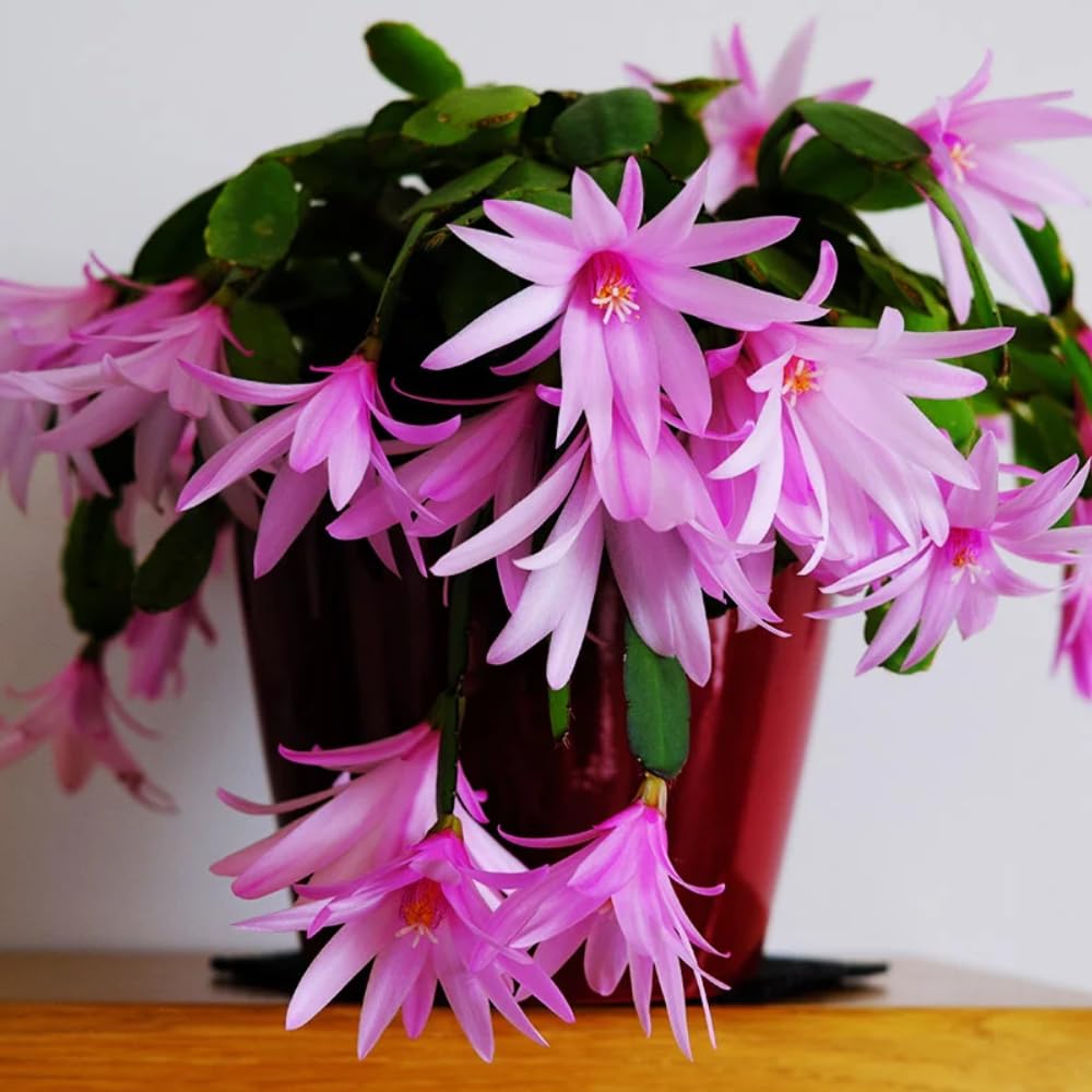 Pink Easter Cactus Flowering Plants, Spring Easter Cactus, Live Indoor Houseplant, 4 to 6 Inches