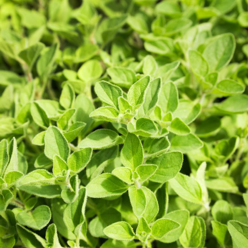 4 Oregano Plants Live, Well Rooted Herbs Starter 4-8 Inches, Versatile Garden or Patio Plants for Planting