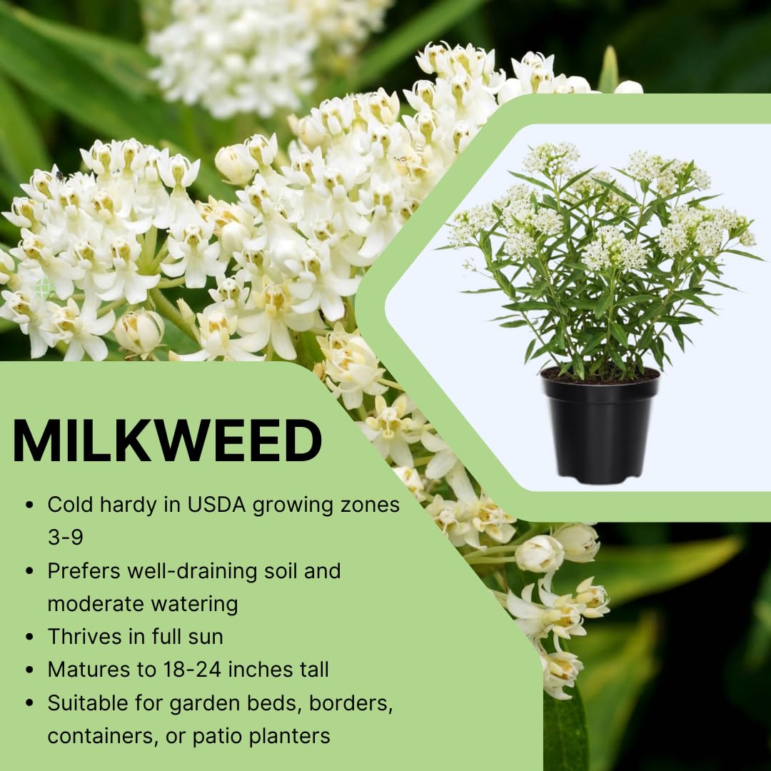 Set of 2 Live Milkweed Plants, Perennial Butterfly Milkweed Plants, Asclepias Tuberosa Plant, 5-8 Inch Tall for Indoor or Outdoor Planting, No Pot (White Milkweed)