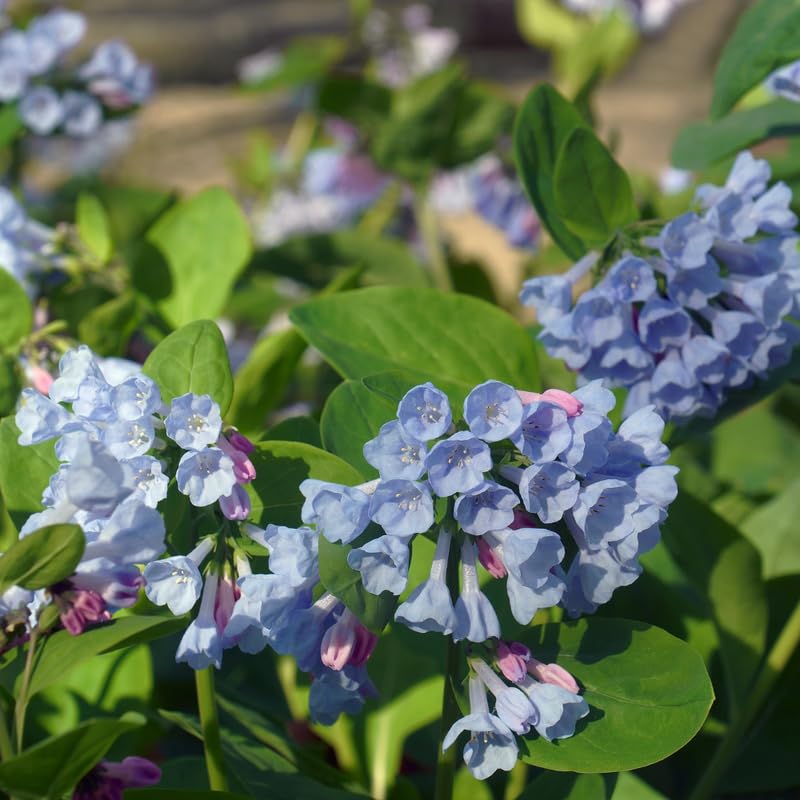 5 Bluebell Plant Roots, Blue Flower Plant Root for Planting Outdoor Shade Garden