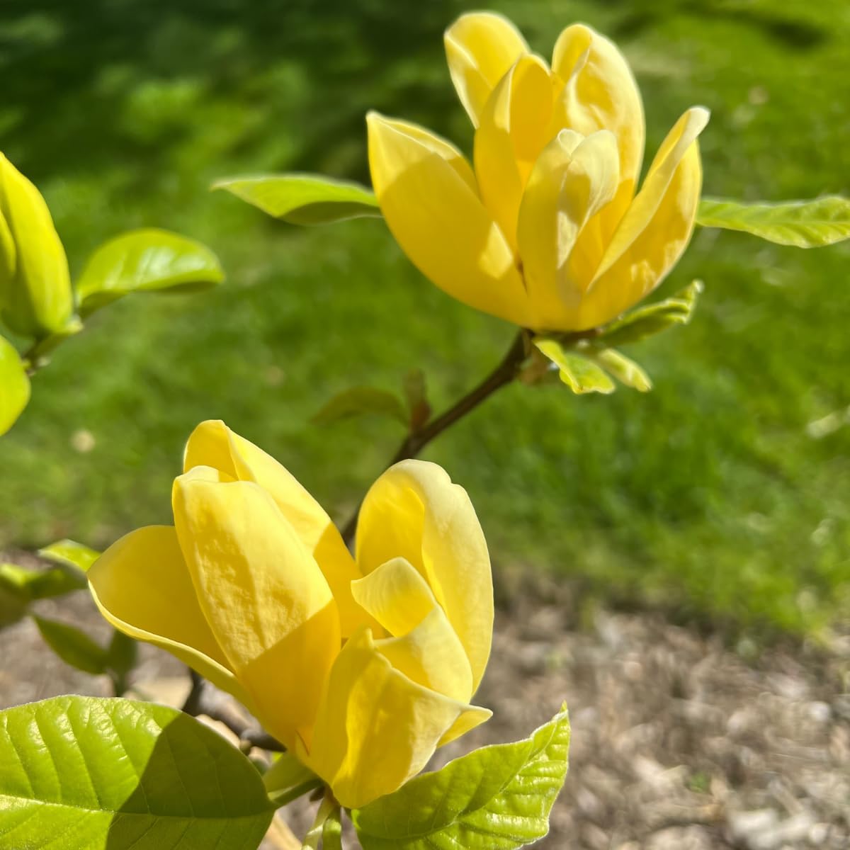 Yellow Magnolia Tree, 12-24 Inch Magnolia Trees Live Plants, Gallon Pot, Fragrant Yellow Flowers, Dormant in Winter