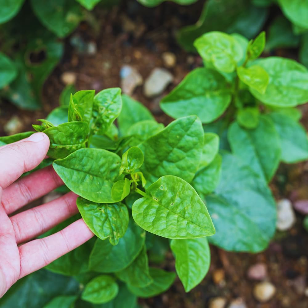 2 Green Malabar Spinach Live Plants, Vegetable Plant, Malabar Spinach Plant Live, 4 to 7 Inc Long