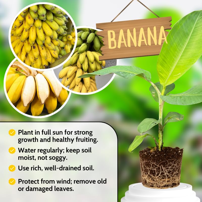 Dwarf Cavendish Banana Tree Live Plant 4–7″ Tall, Tropical Banana Plant, Fast Growing, Indoor and Outdoor Growing