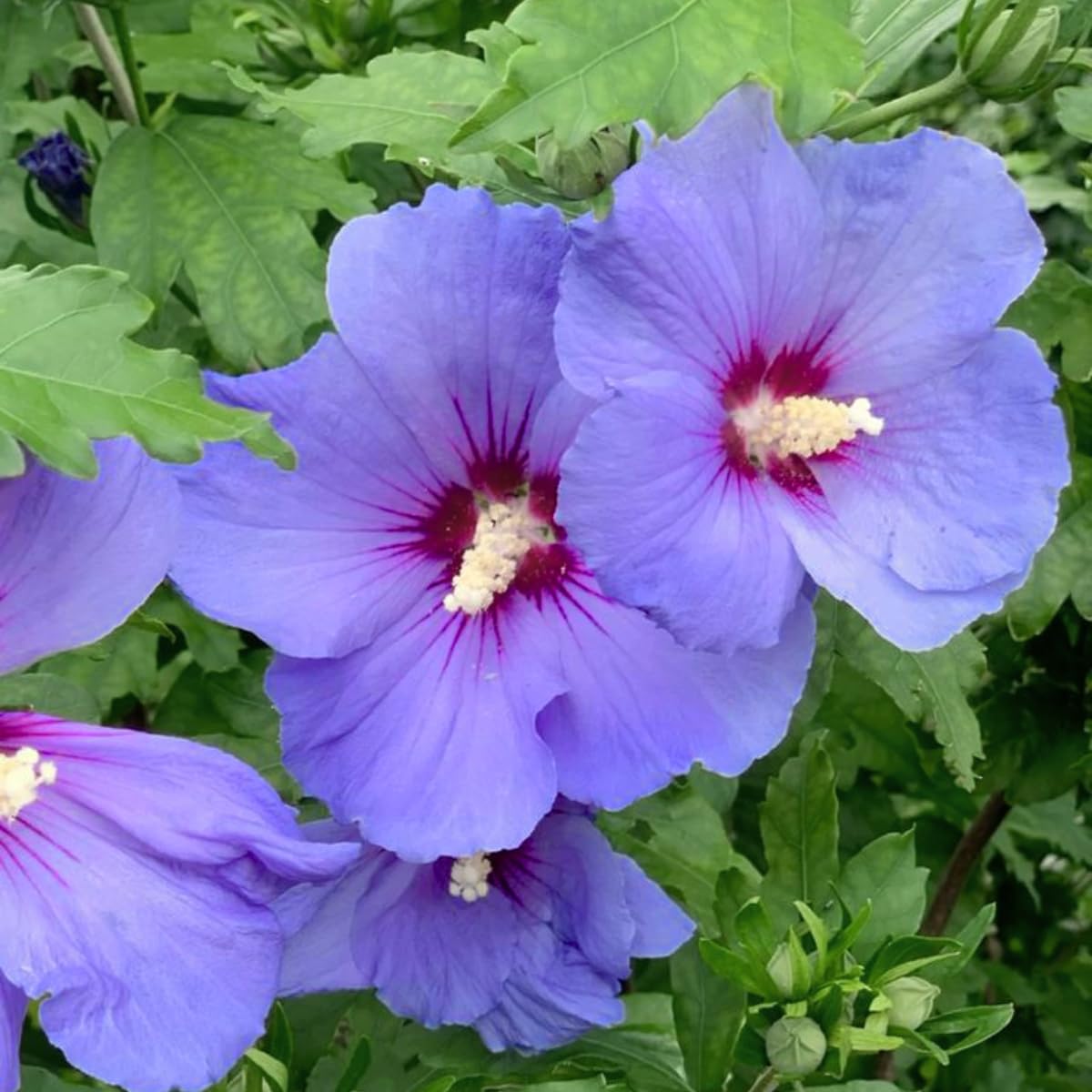 Purple Rose of Sharon Live Plant, 6-12" Tall Althea Hibiscus Plants in Quart Pot, Perennial Hardy Hibiscus Plant Bush for Outdoors Garden, Dormant in Winter