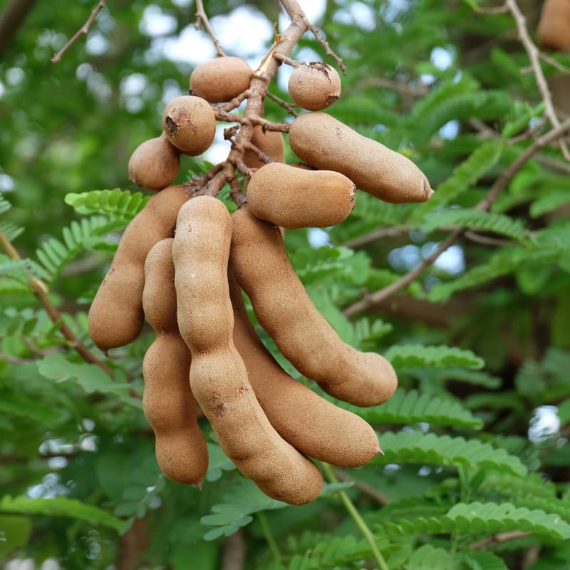 Tamarind Tree, 4-5 Ft Tall, 3 Gallon Pot, Sweet Tamarind Fruit Plant Live, No Ship to CA