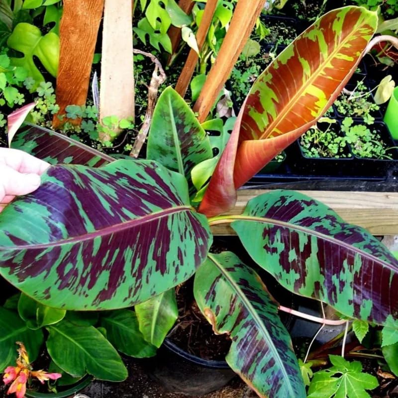 Zebrina Banana Plant, Banana Trees Live Plants, 4-6" Tropical Fruit Tree for Home Garden, Patio and Container Growing