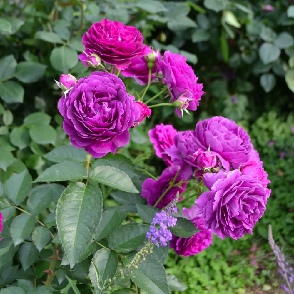 Purple Rose Plant Live in 3 Gallon Pot, Compact Hardy Rose Shrub with Colorful Blooms for Patio, Container and Outdoor Planting