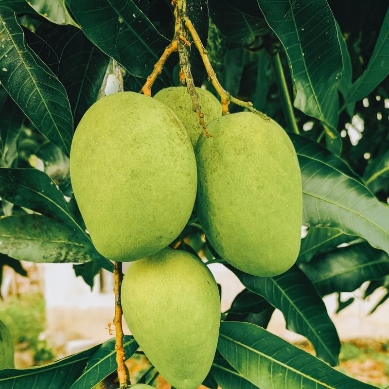 Green Mango Tree Live Plant, Grafted Mango Fruit Plant Live, Sweet Tropical Fruit Tree Gardening, 2–3 Feet Tall, 3 Gallon Pot, No Ship to CA