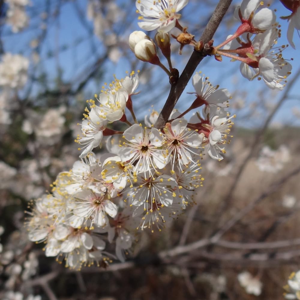Plum Tree 1-2 Ft Tall, High Yielding Sweet Plum Plant Live, Perennial Fruit Tree for Outdoor Planting, Red Purple Plum Fruits