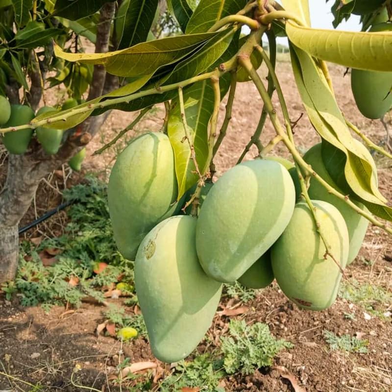 Semi Dwarf Mango Tree Live Plant Grafted, 2–3 Feet Tall in 3 Gallon Pot, Sweet Tropical Mango Fruit Tree