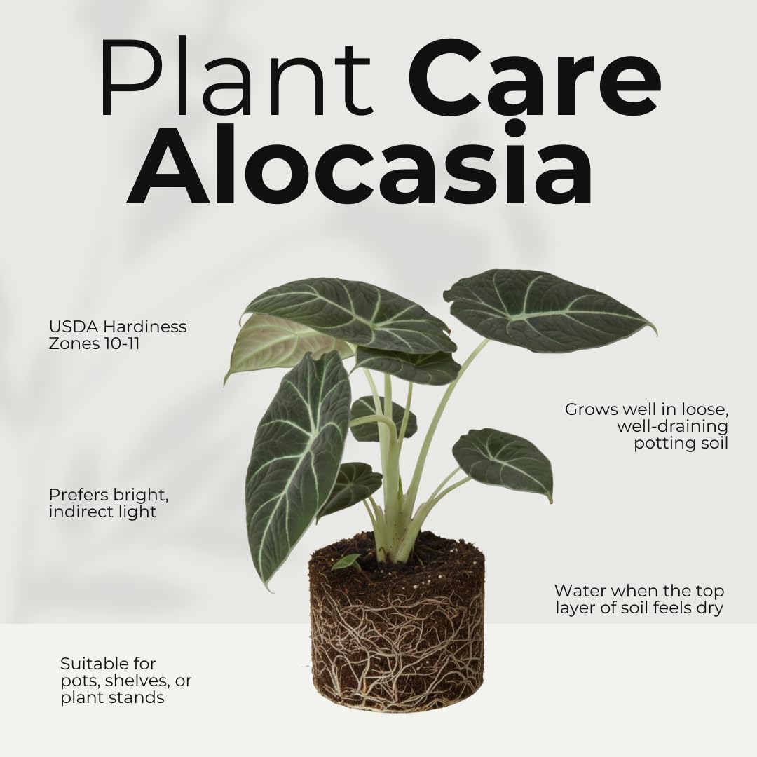 Live Alocasia Plant, Rare Alocasia Plant, Tropical Indoor Houseplant, 4-8 Inch Tall for Planting (Black Velvet Alocasia)
