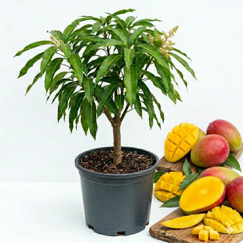 Pink Mango Tree Live Plant, Grafted Mango Fruit Plant Live, Sweet Tropical Fruit Tree Gardening, 2–3 Feet Tall, 3 Gallon Pot, No Ship to CA
