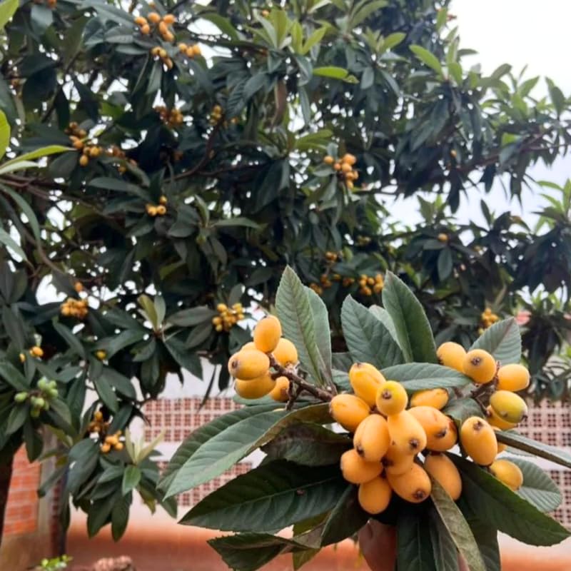Live Loquat Tree from 1 to 2 Feet Height, Loquat Plant Live in 3 Gallon Pot, Yellow Fruit Seedling, Ready for Planting, No Ship to CA