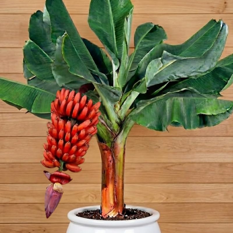 Random Banana Plant Live for Planting, Banana Trees Live Plants for Outdoor Indoor Planting, Cold Hardy, 4-7" in Tall, No Pot, Musa Plant
