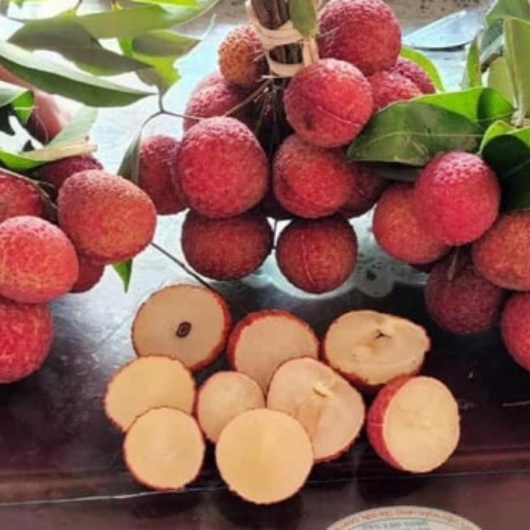 15 Lychee Seeds, Lychee Fruit Seeds for Planting Outdoor, Heirloom Seed