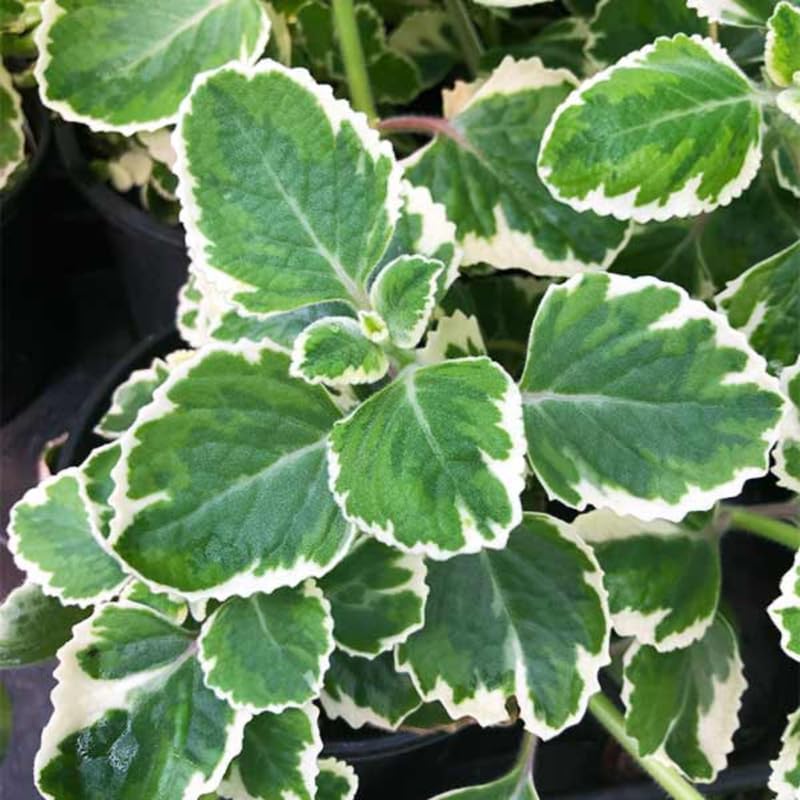 Set of 3 Variegated Oregano Plants Live, 4-6 Inches Tall, Mint Plants Live, Culinary Herb for Planting Indoor or Outdoor