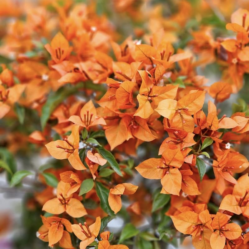 3 Bright Orange Bougainvillea Plants Live, 4-8” Tall Well-Rooted Bougainvillea Vine Flower Plants, Tropical Climbing Plants, No Pot