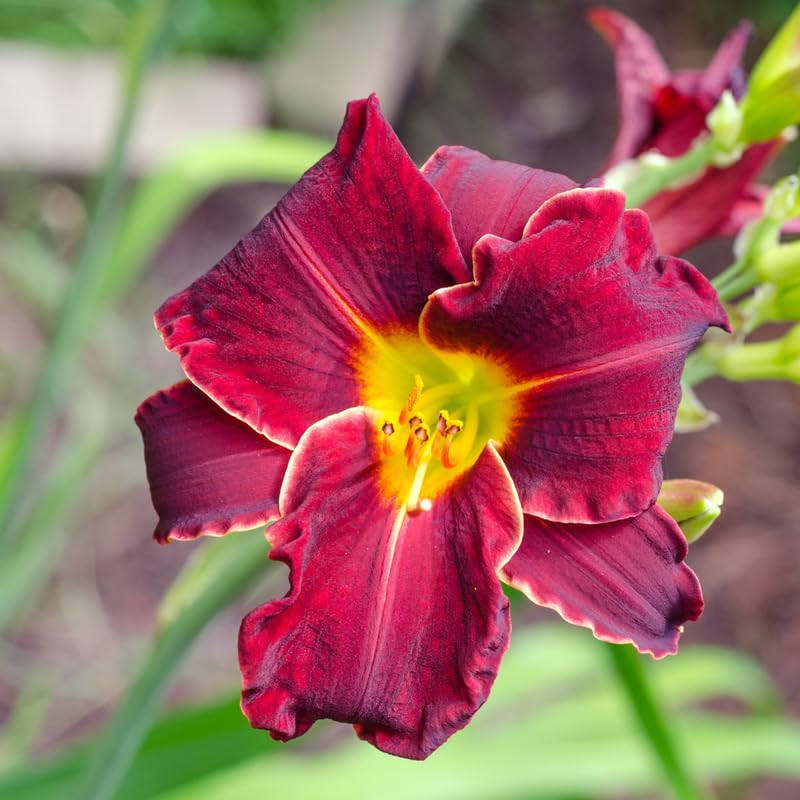 3 Red Daylily Bulbs, Daylilies Perennial Bulbs, Daylilies Flower for Growing