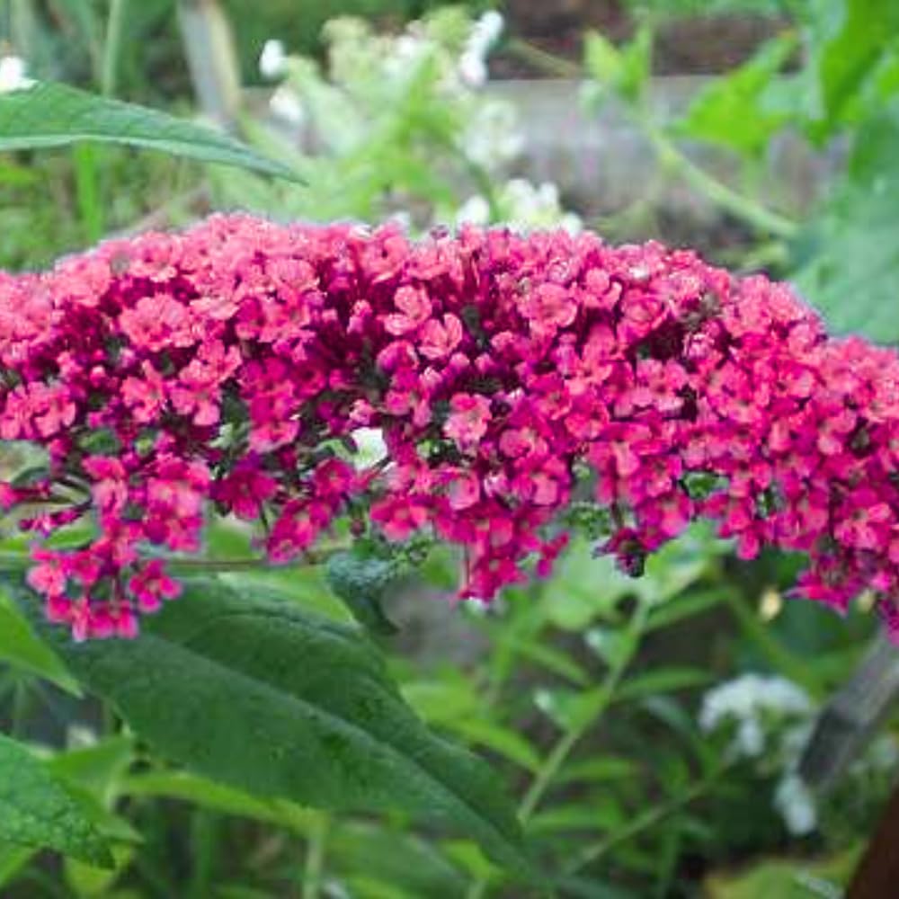Butterfly Bush Live Plant 4-8 Inches, Fragrant Butterfly Bush Flowering Shrub Well Rooted, Outdoor Garden Planting (Raspberry Pink)