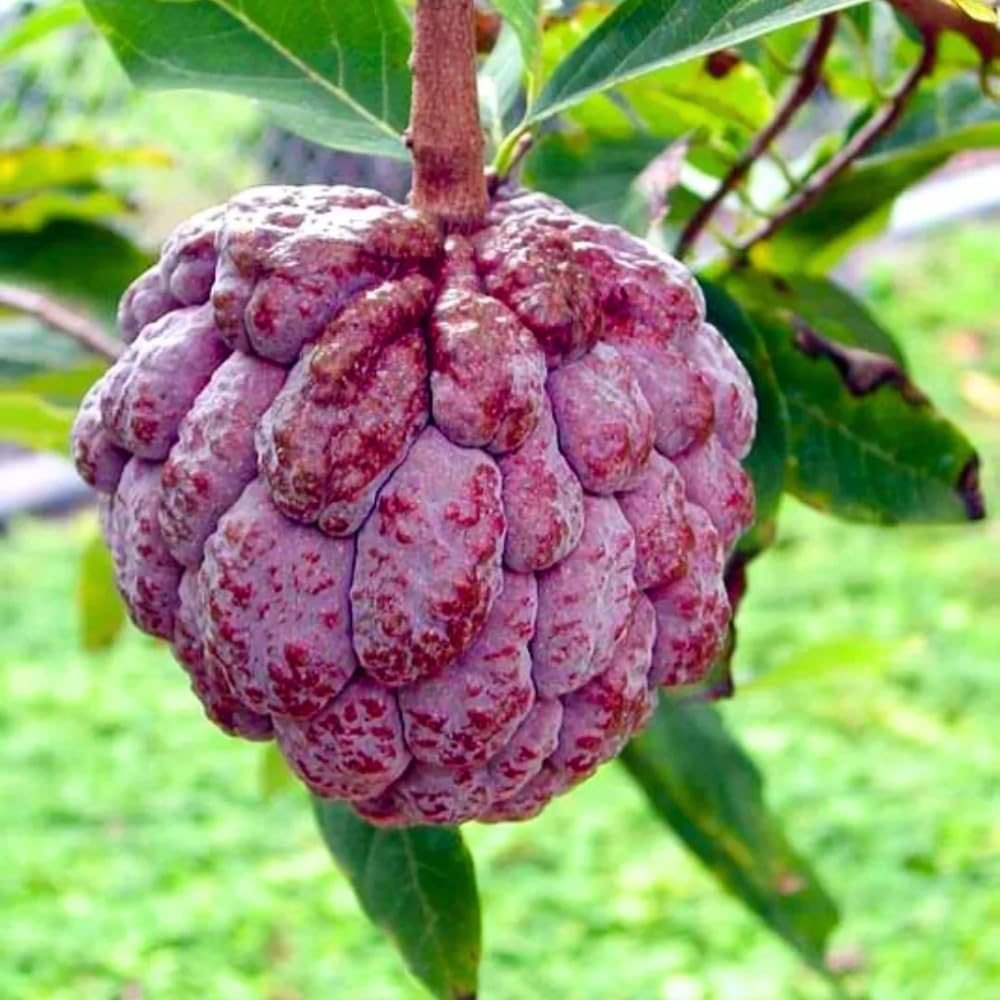2-3' Tall Red Sugar Apple Tree Live Plant, Tropical Annona Squamosa Sugar Apple Fruit Plant, in 3 Gallon Pot, No Ship to CA