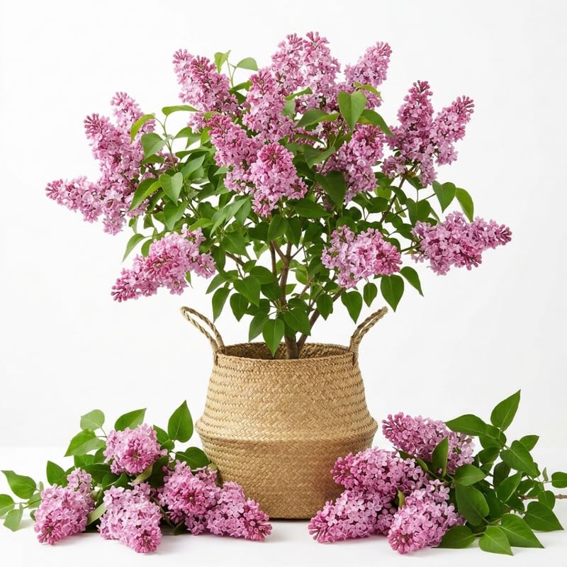 Pink Lilac Live Plant, Syringa Flowering Shrub, 6"+ Tall