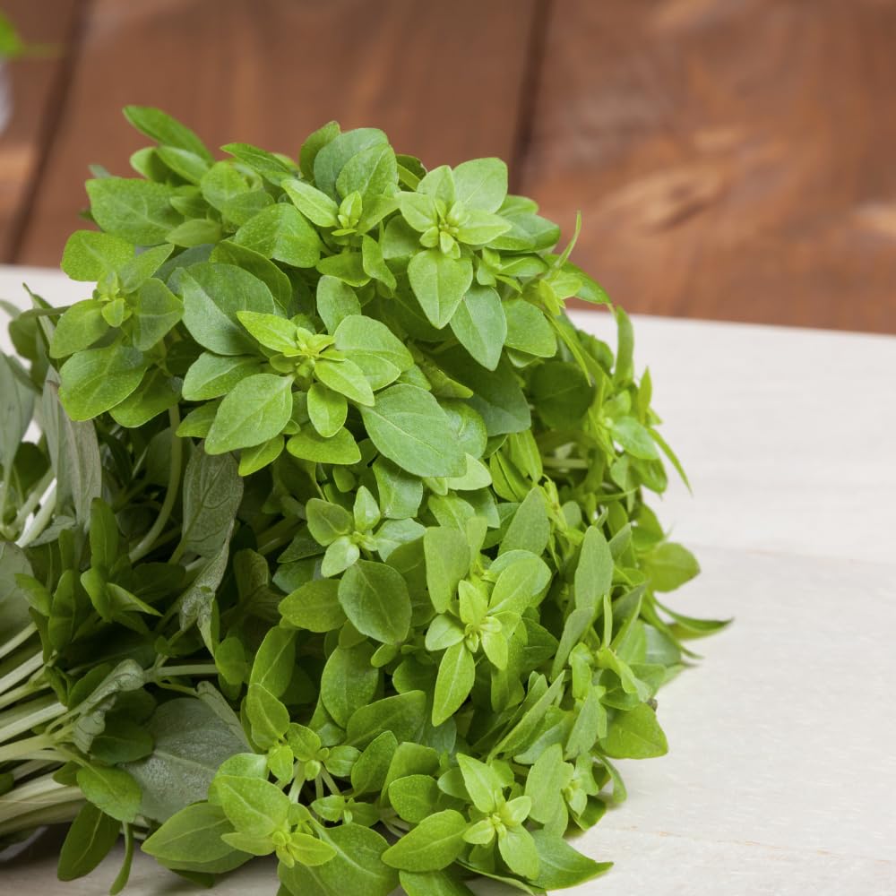 3 Greek Basil Plants Live, 4 to 7 Inc Tall, Basil Herb Plants Gardening Indoor Outdoor