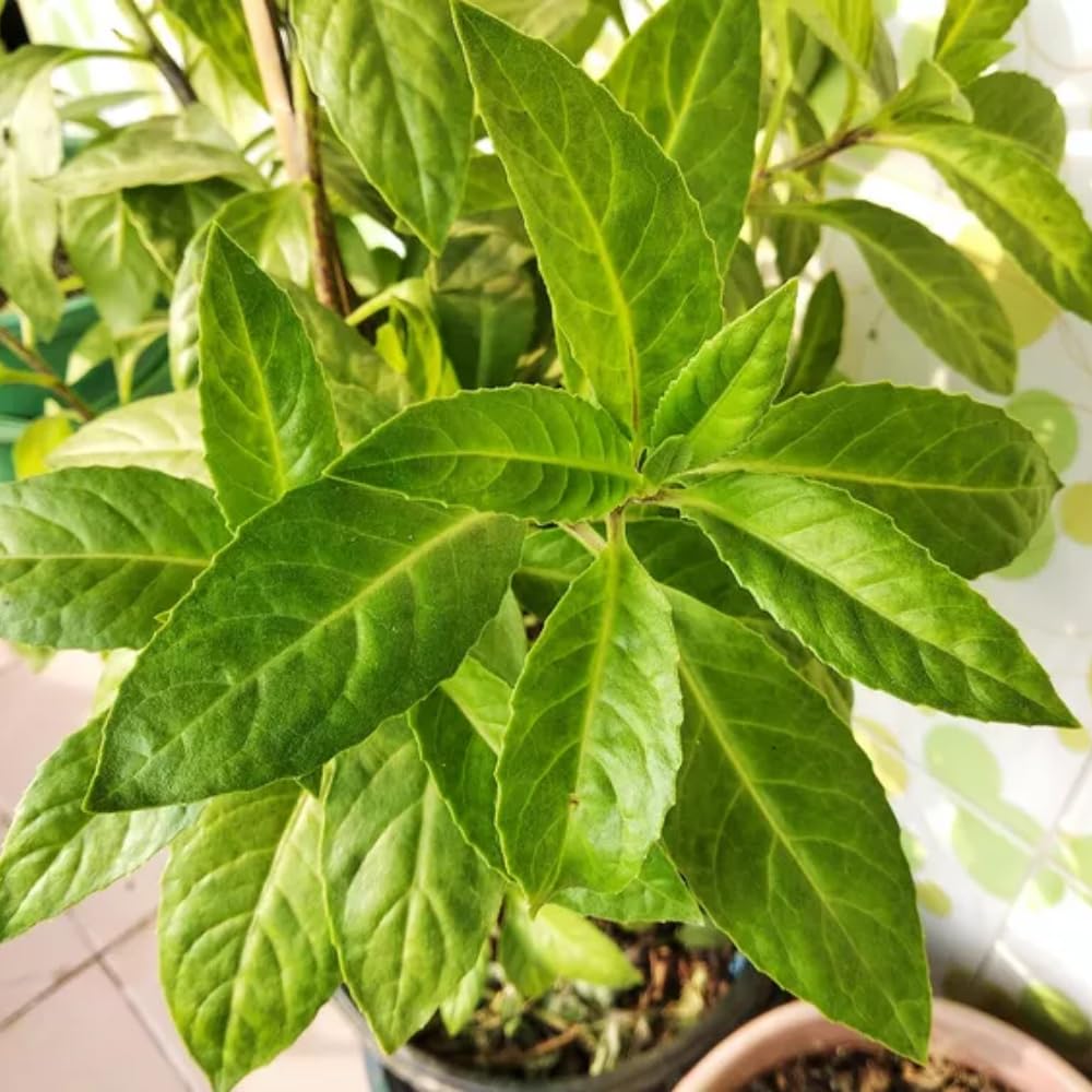 Set 2 Longevity Spinach Plants Live, Longevity Spinach Starter Plant, 4 to 6 Inches Tall, Vegetable for Indoor Outdoor Growing