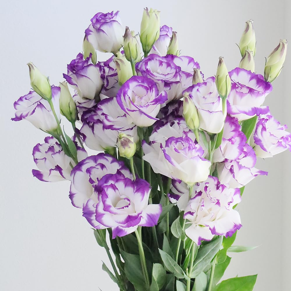 Sets 2 Blue Picotee Lisianthus Eustoma Live Plants, Plug Size, Well-Rooted, Texas Bluebell, Thornless Love Rose Plant, Spring to Fall Bloom, 2-4" in Tall Starter