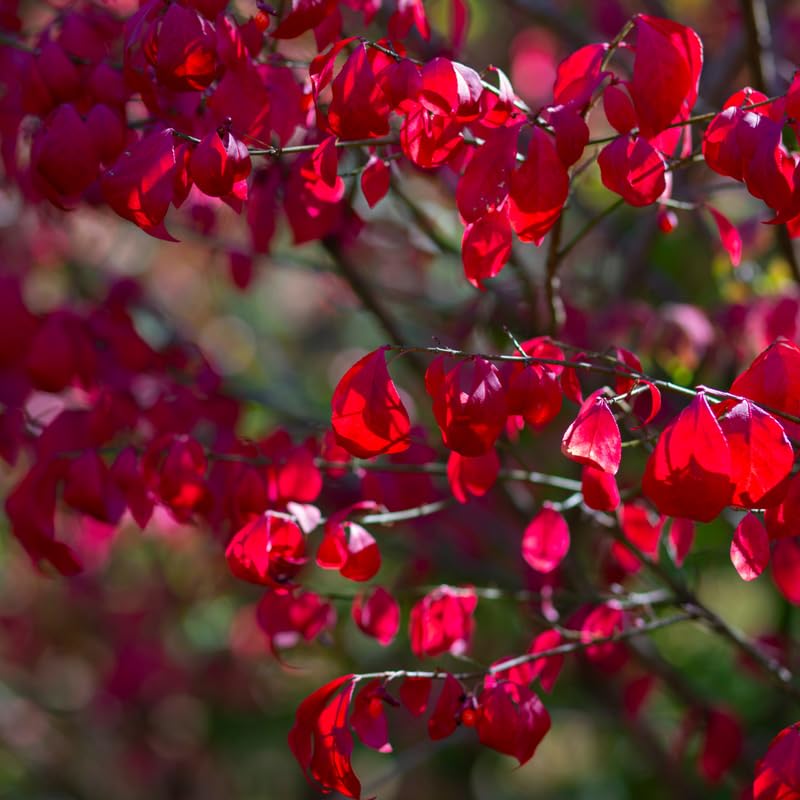 Red Dwarf Burning Bush Plant Live, Dormant, Burning Bush Shrub in Quart Pot for Outdoor Garden