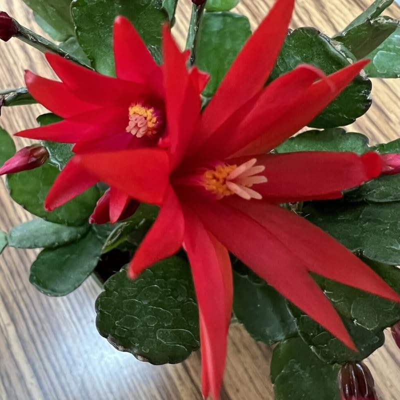 Red Easter Cactus Flowering Plants, Spring Easter Cactus, Live Indoor Houseplant, 4 to 6 Inches