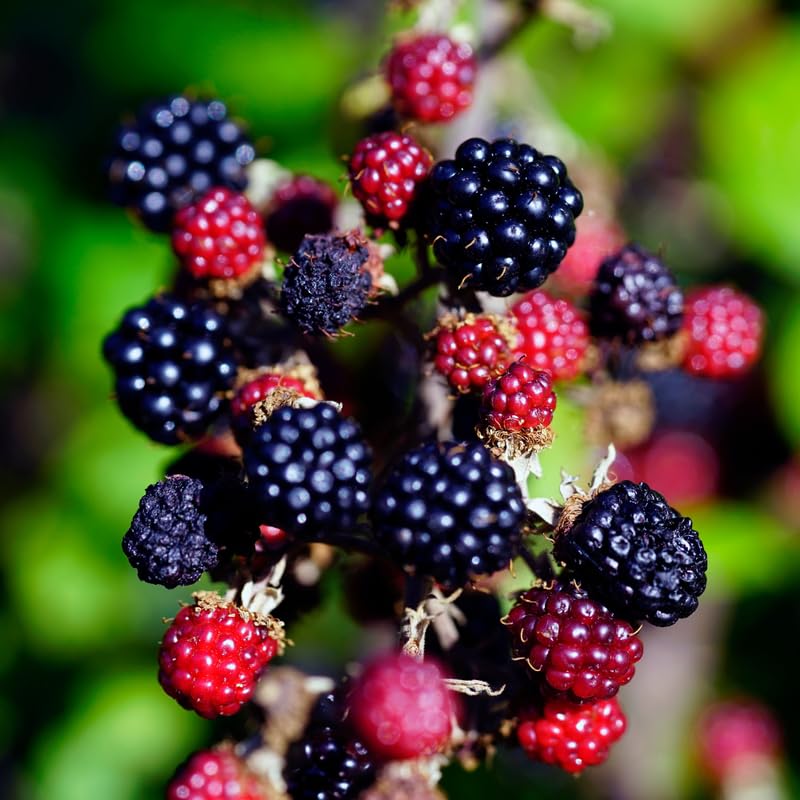 Pack 2 BlackBerry Plants Live, 4-8 Inch Tall, Ouachita Blackberries Fully Rooted High Yield Berry Plants for Outdoor Planting