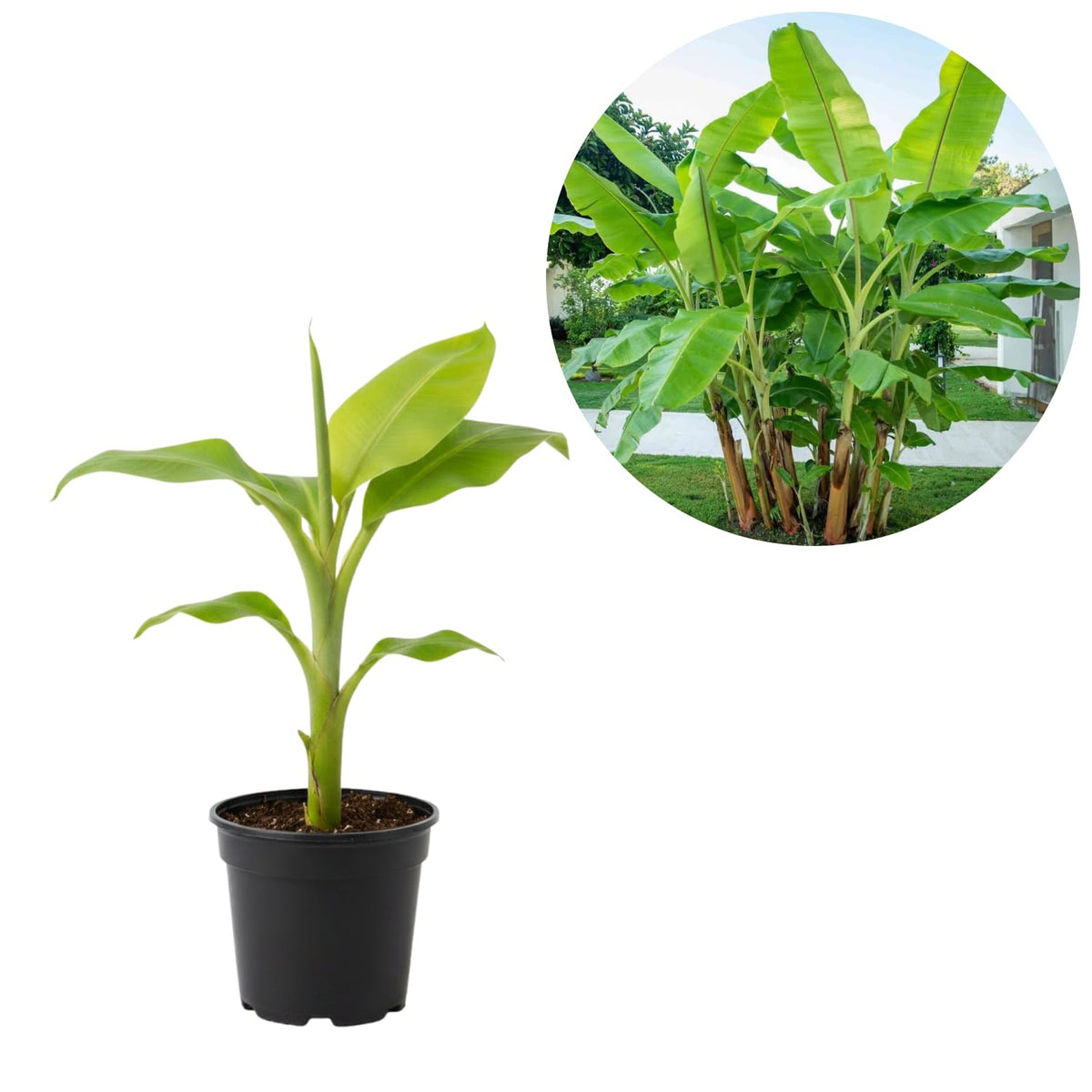 Basjoo Banana Tree Live Plant, Banana Fruit Plant Well Rooted, 5 to 7 Inch Tall, No Pot