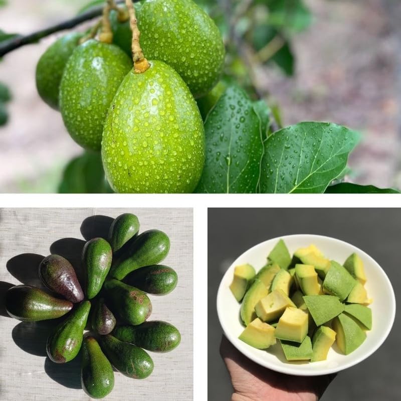 Dwarf Utuado Avocado Plants Fruit Tree 1.5-2.5 Feet Tall in 3 Gallon, Tropical Avocados Plants, Ready to Fruit
