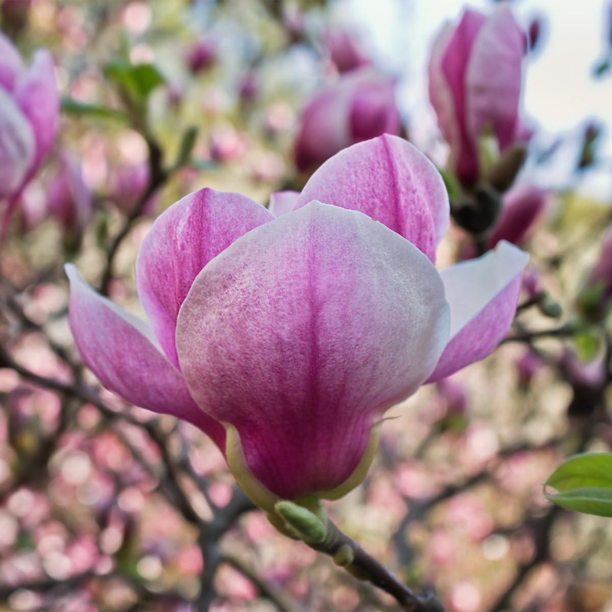 Saucer Magnolia Tree, 6-12 Inch Magnolia Trees Live Plants for Planting Outdoor, 2.5 Inch Pot Fragrant Pink White Flowers Plant, Dormant in Winter