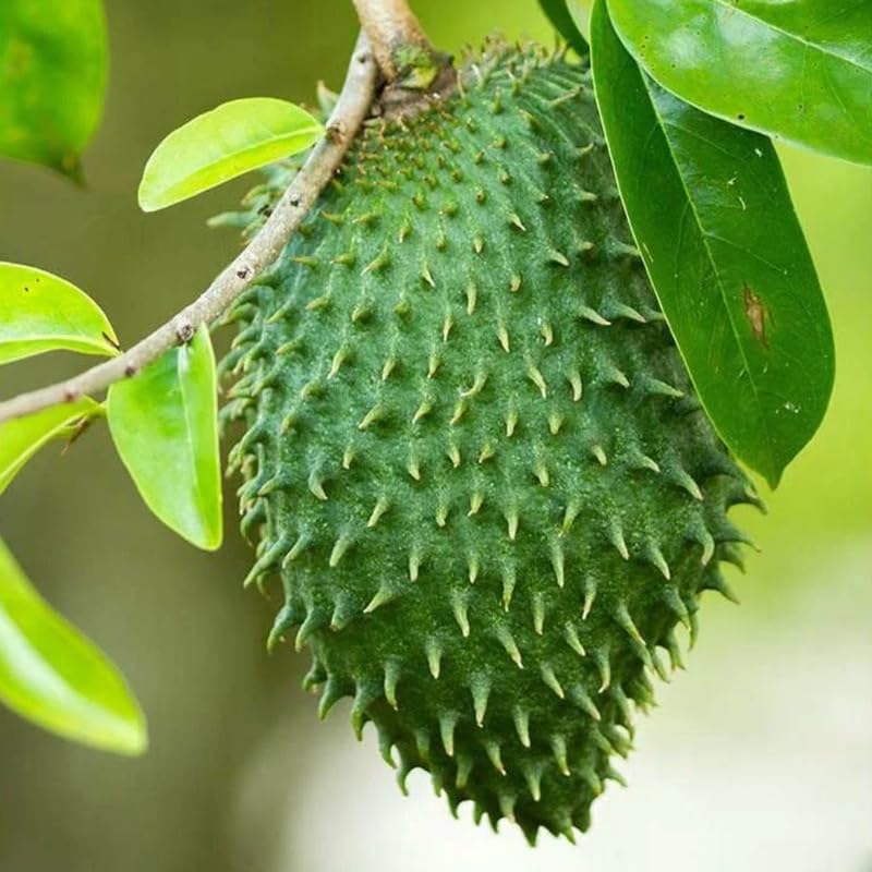 Soursop Tree Live Plant, 3 Feet, Annona Muricata Mountain Soursop Fruit Tree Fully Rooted in 3 Gallon Pot, Tropical Fruit Tree