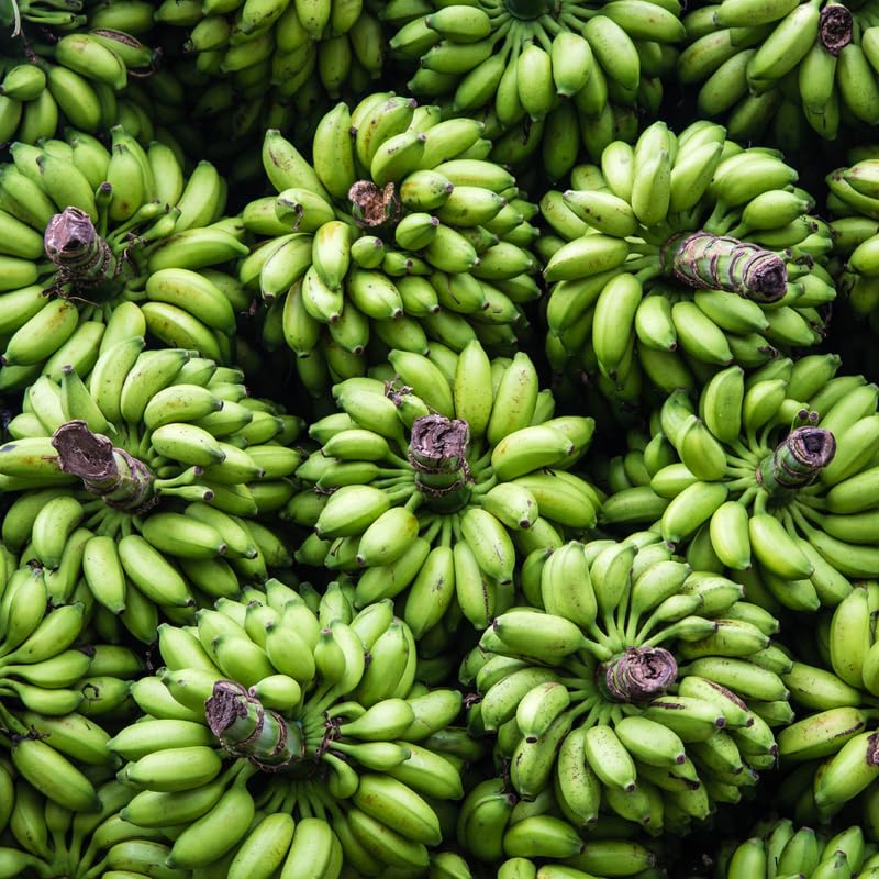 Rare Sweet Banana Plant Live for Planting, Banana Trees Live Plants for Outdoor Indoor Planting, Cold Hardy, 4-7" in Tall, No Pot, Musa Plant