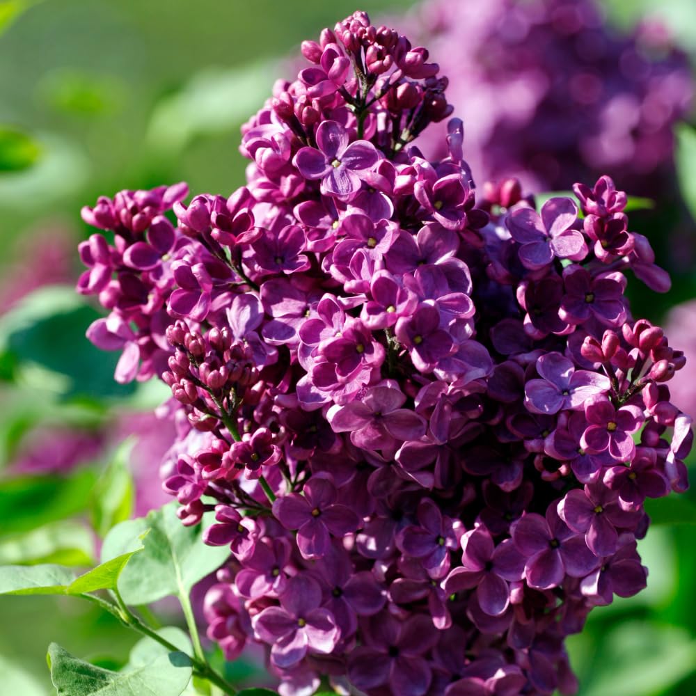 Purple Lilac Live Plant in 4 Inch Pot, Hardy Fragrant Lilac Shrub, Dormant in Winter, Outdoor Flowering Bush