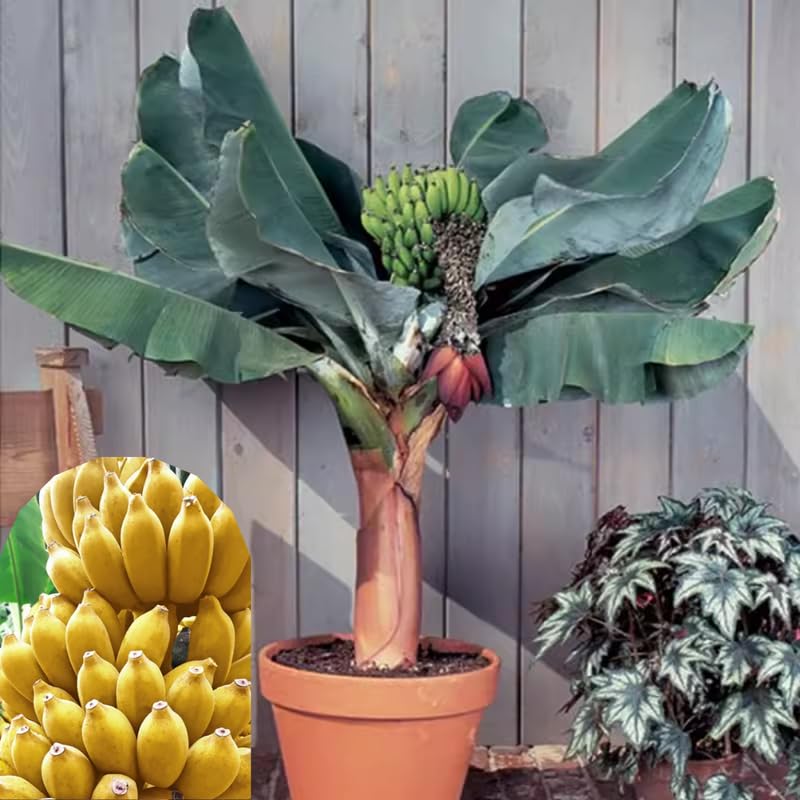 2 Dwarf Cavendish Banana Trees Live Plants Well-Rooted, High Yield and Easy to Grow Banana Plants, 4-9 Inc Tall, No Pot, Cold Hardy, Compact Size