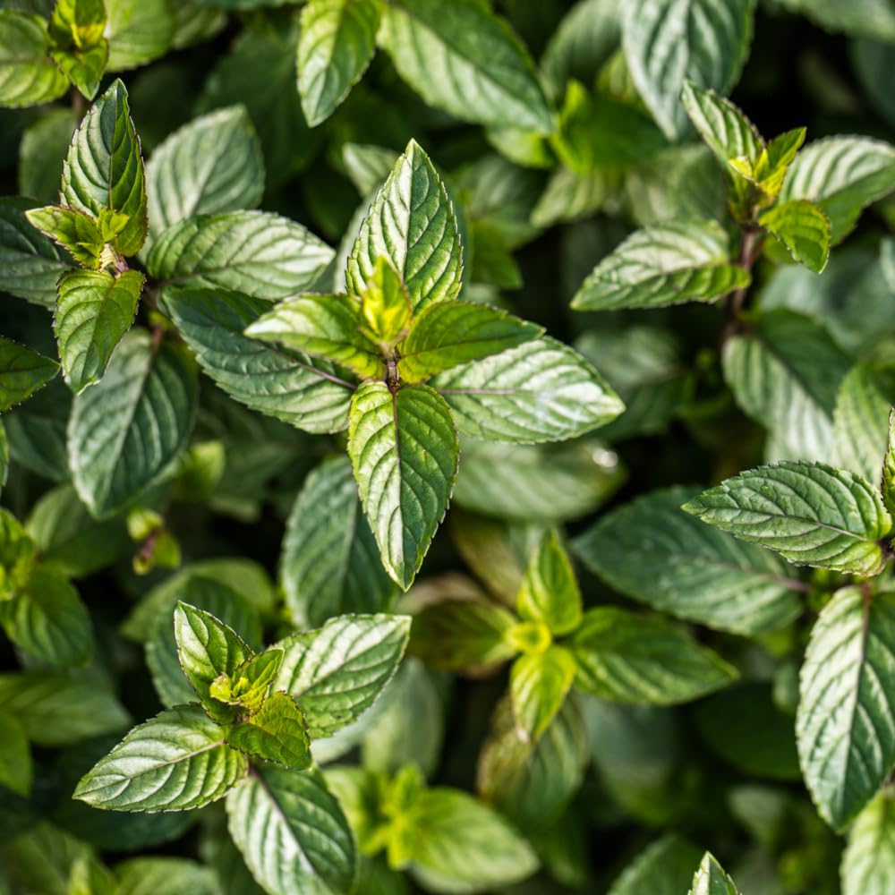 Set of 3 Mixed Mint Plants Live, Variegated Mint Herbs 4-6 Inches Tall, Peppermint, Spearmint, Chocolate Mint Or Mojito Mint