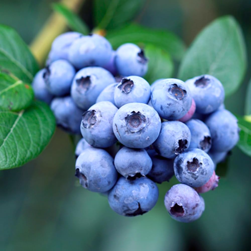 3 Years Old Prince Blueberry Bush Tree Live Plant 1-2 Feet Tall in 2 Gallon Pot, Blueberries Plants, High Yielding, Ready to Fruit, No CA
