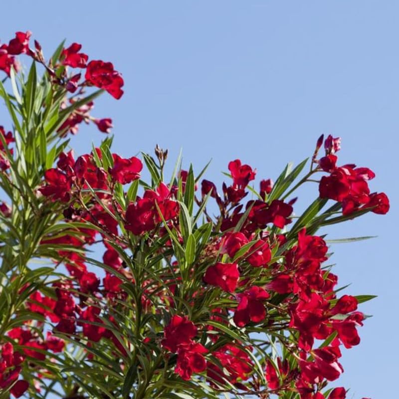 Set 3 of Oleander Plants Live, Hardy Flower Plant from 4 to 6 Inches, Pink Flower
