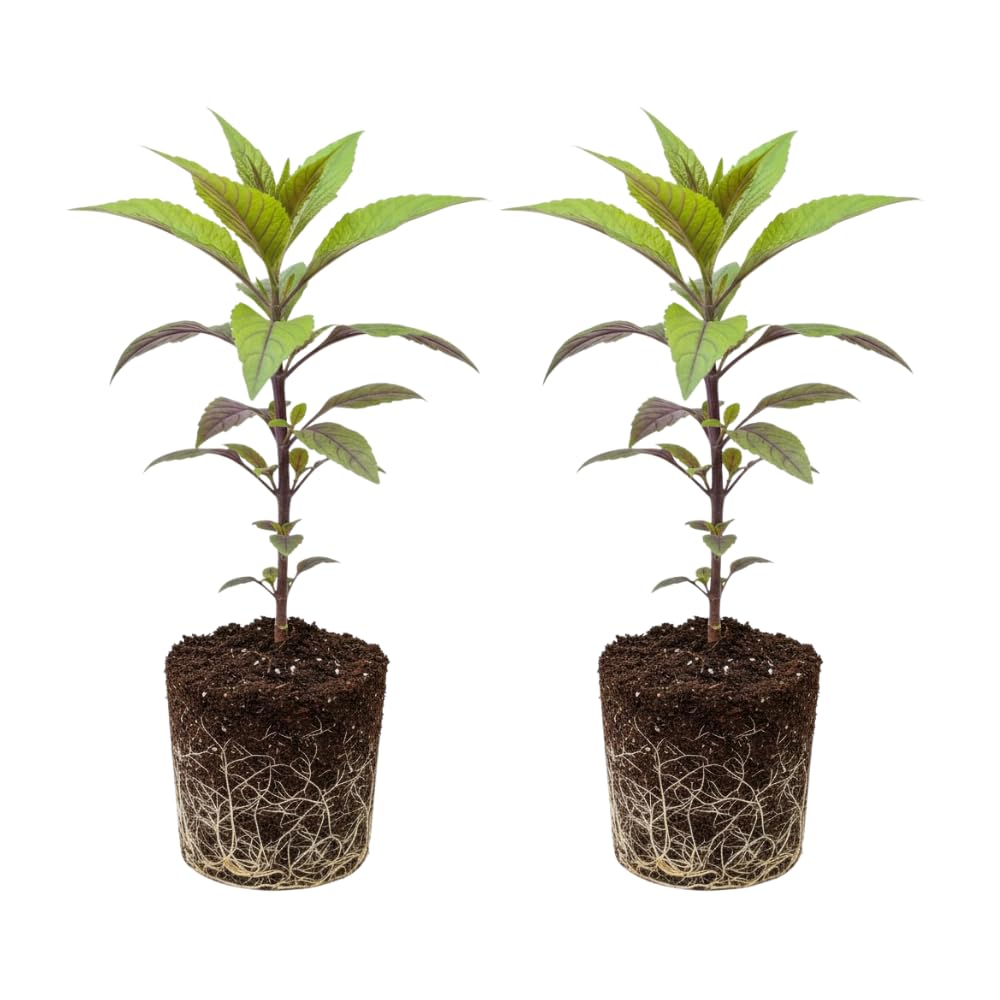 Set 2 Green Purple Spinach Plants Live, Spinach Seedling, Hardy Vegetable, 4 to 6 Inches Tall, Perennial Plant for Zones 9-11