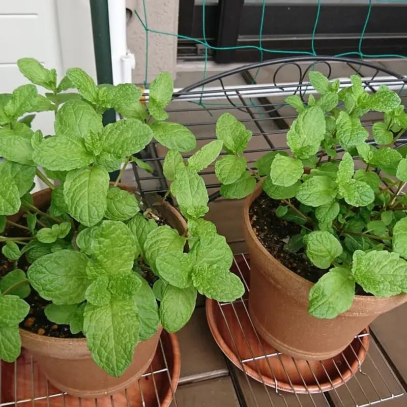 Sets 3 Random Mint Plants Live Fast Growing for Spring Planting, Fragrant Culinary Herb Mint for Indoor Outdoor Gardening, Cold Hardy